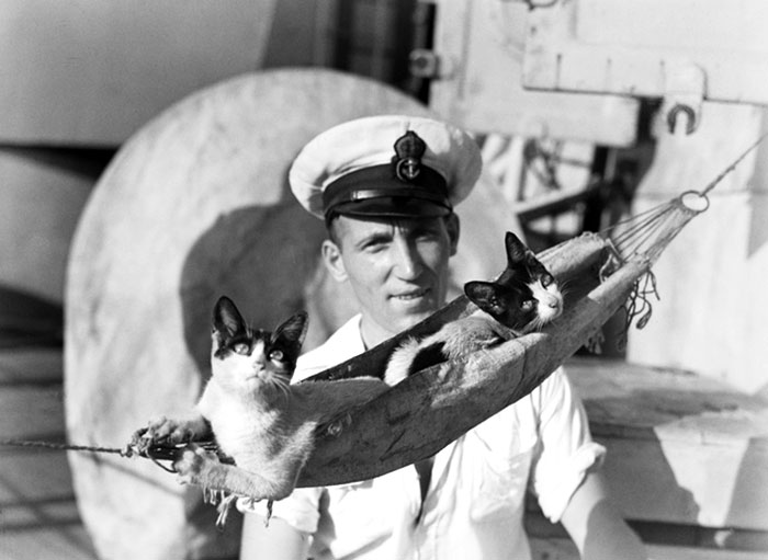 40 Best Vintage Cat Photos To Melt Your Heart 40 Best Vintage Cat Photos To Melt Your Heart