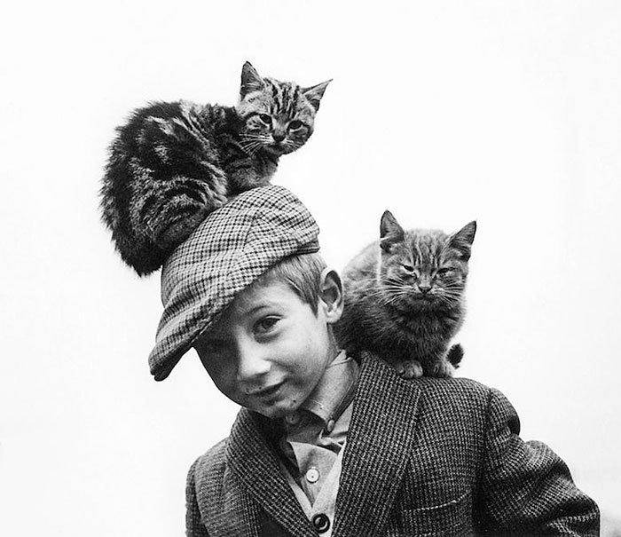 40 Best Vintage Cat Photos To Melt Your Heart 40 Best Vintage Cat Photos To Melt Your Heart