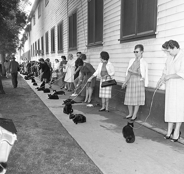 40 Best Vintage Cat Photos To Melt Your Heart 40 Best Vintage Cat Photos To Melt Your Heart