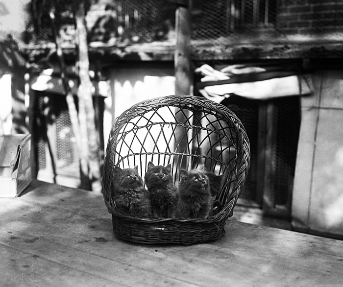 40 Best Vintage Cat Photos To Melt Your Heart 40 Best Vintage Cat Photos To Melt Your Heart