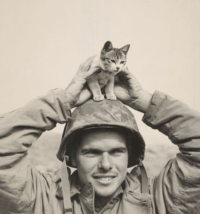 40 Best Vintage Cat Photos To Melt Your Heart 40 Best Vintage Cat Photos To Melt Your Heart