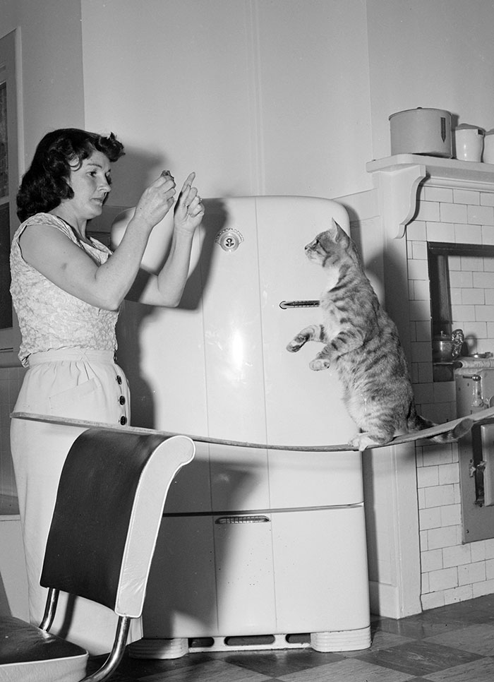 40 Best Vintage Cat Photos To Melt Your Heart 40 Best Vintage Cat Photos To Melt Your Heart