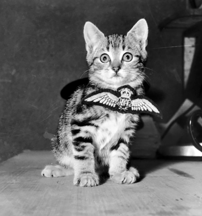 40 Best Vintage Cat Photos To Melt Your Heart 40 Best Vintage Cat Photos To Melt Your Heart