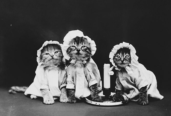40 Best Vintage Cat Photos To Melt Your Heart 40 Best Vintage Cat Photos To Melt Your Heart