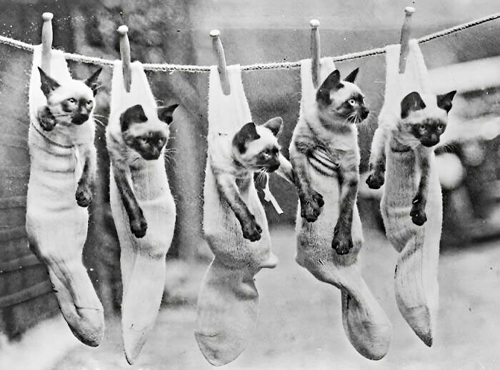 40 Best Vintage Cat Photos To Melt Your Heart 40 Best Vintage Cat Photos To Melt Your Heart