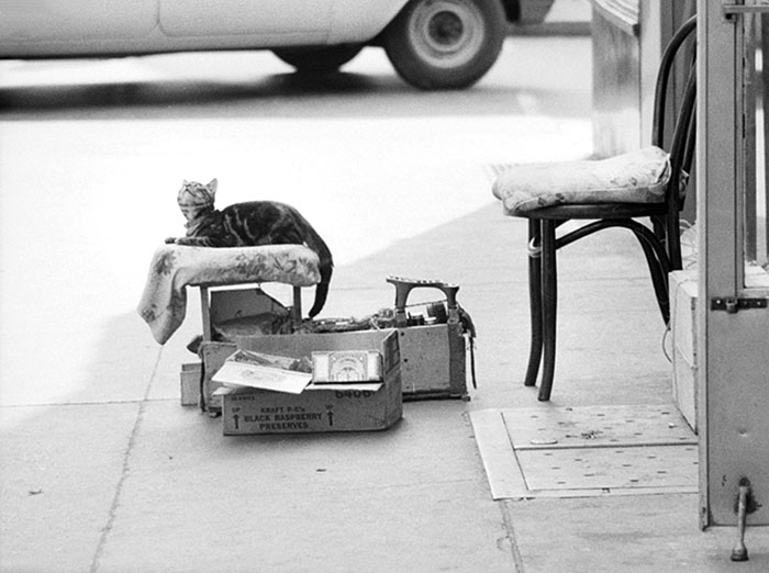 40 Best Vintage Cat Photos To Melt Your Heart 40 Best Vintage Cat Photos To Melt Your Heart