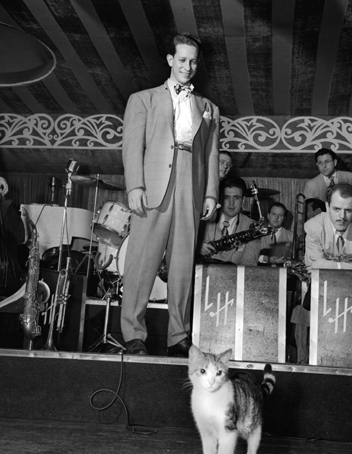 40 Best Vintage Cat Photos To Melt Your Heart 40 Best Vintage Cat Photos To Melt Your Heart