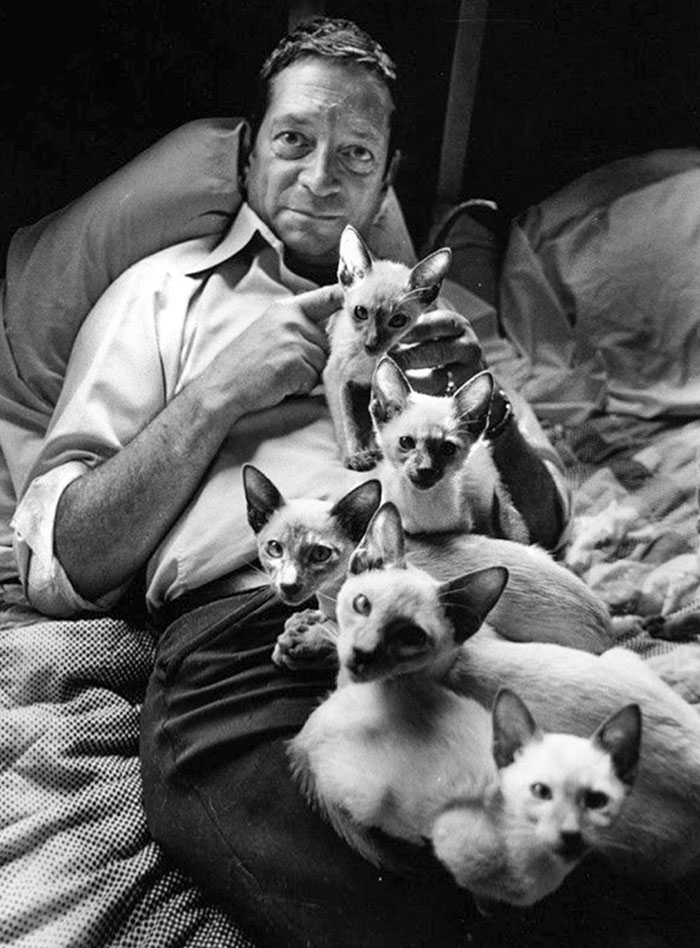 40 Best Vintage Cat Photos To Melt Your Heart 40 Best Vintage Cat Photos To Melt Your Heart