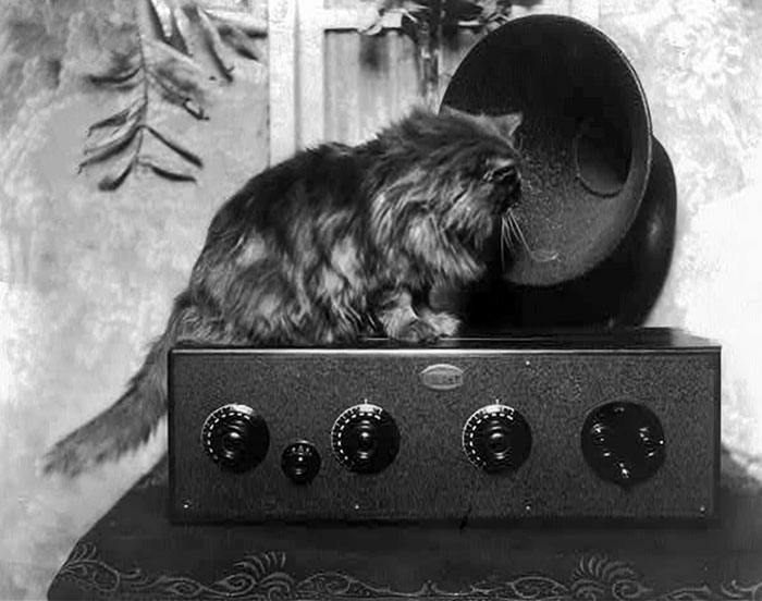 40 Best Vintage Cat Photos To Melt Your Heart 40 Best Vintage Cat Photos To Melt Your Heart