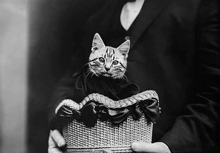 40 Best Vintage Cat Photos To Melt Your Heart 40 Best Vintage Cat Photos To Melt Your Heart
