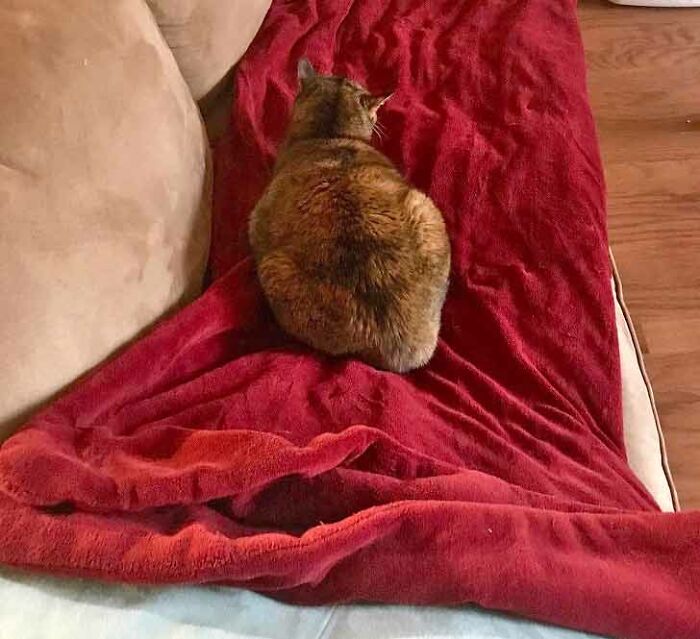 19 Times When Cats Had No Idea How Spoiled They Are 19 Times When Cats Had No Idea How Spoiled They Are