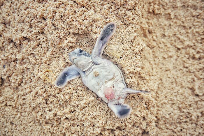 Green Turtles: The Little &#8220;Wanderers&#8221; In The Middle Of The Ocean