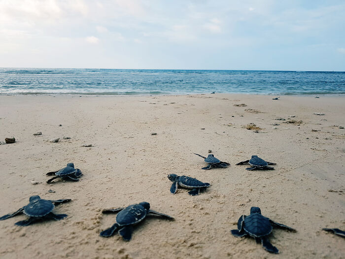 Green Turtles: The Little &#8220;Wanderers&#8221; In The Middle Of The Ocean