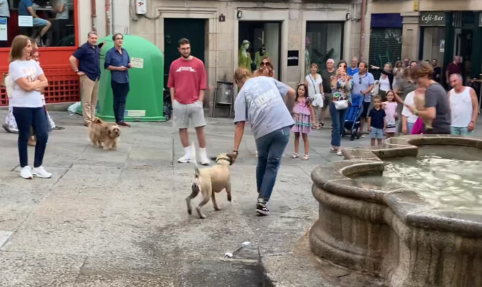 Crowd Can’t Stop Laughing At Dog Frolicking In A Fountain Crowd Can’t Stop Laughing At Dog Frolicking In A Fountain