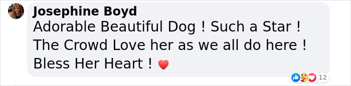 Crowd Can’t Stop Laughing At Dog Frolicking In A Fountain Crowd Can’t Stop Laughing At Dog Frolicking In A Fountain