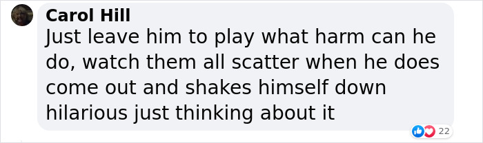 Crowd Can’t Stop Laughing At Dog Frolicking In A Fountain Crowd Can’t Stop Laughing At Dog Frolicking In A Fountain