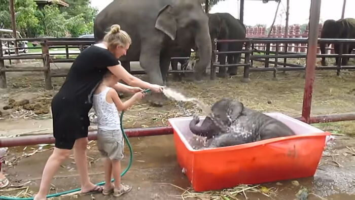 Baby Elephant Has A Great Time Struggling In Bathtub Baby Elephant Has A Great Time Struggling In Bathtub