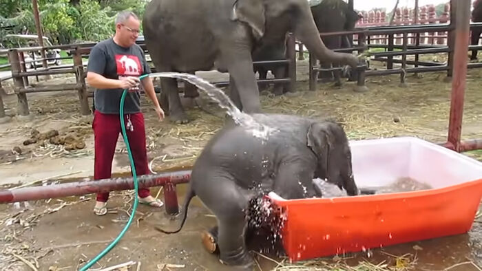 Baby Elephant Has A Great Time Struggling In Bathtub Baby Elephant Has A Great Time Struggling In Bathtub