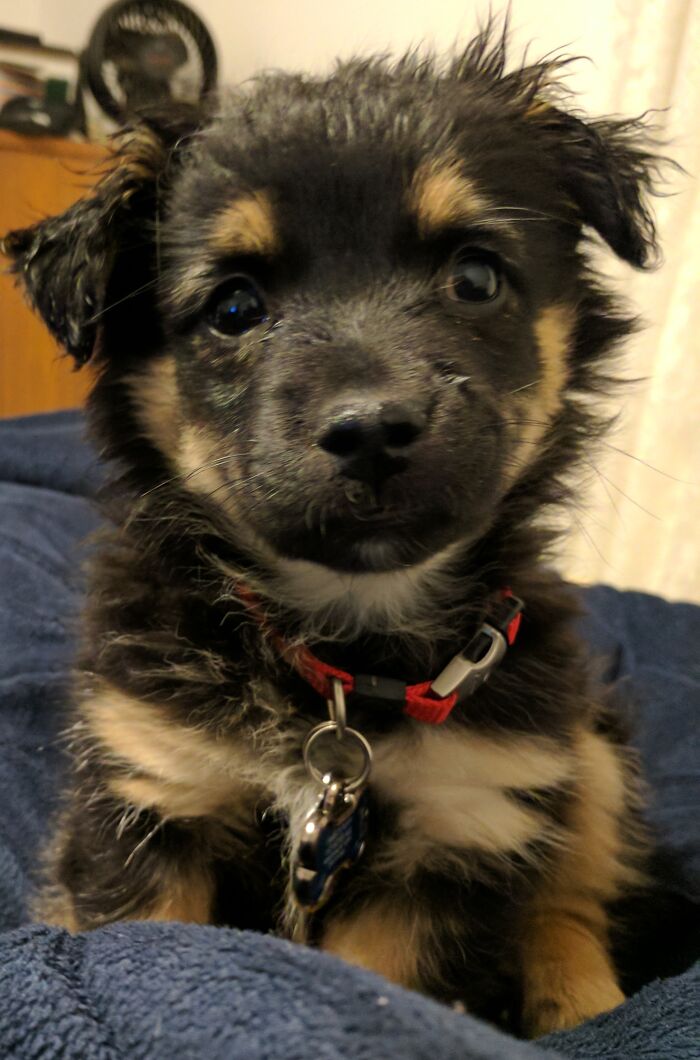 Hey Pandas, Share A Picture Of Your Pet Doing Something Weird (Closed) Hey Pandas, Share A Picture Of Your Pet Doing Something Weird (Closed)