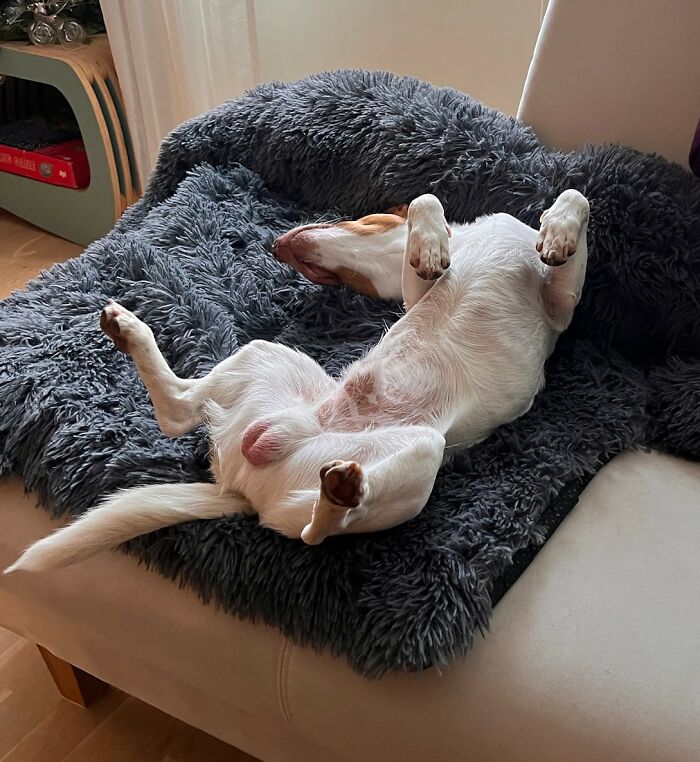 Hey Pandas, Share A Picture Of Your Pet Doing Something Weird (Closed) Hey Pandas, Share A Picture Of Your Pet Doing Something Weird (Closed)