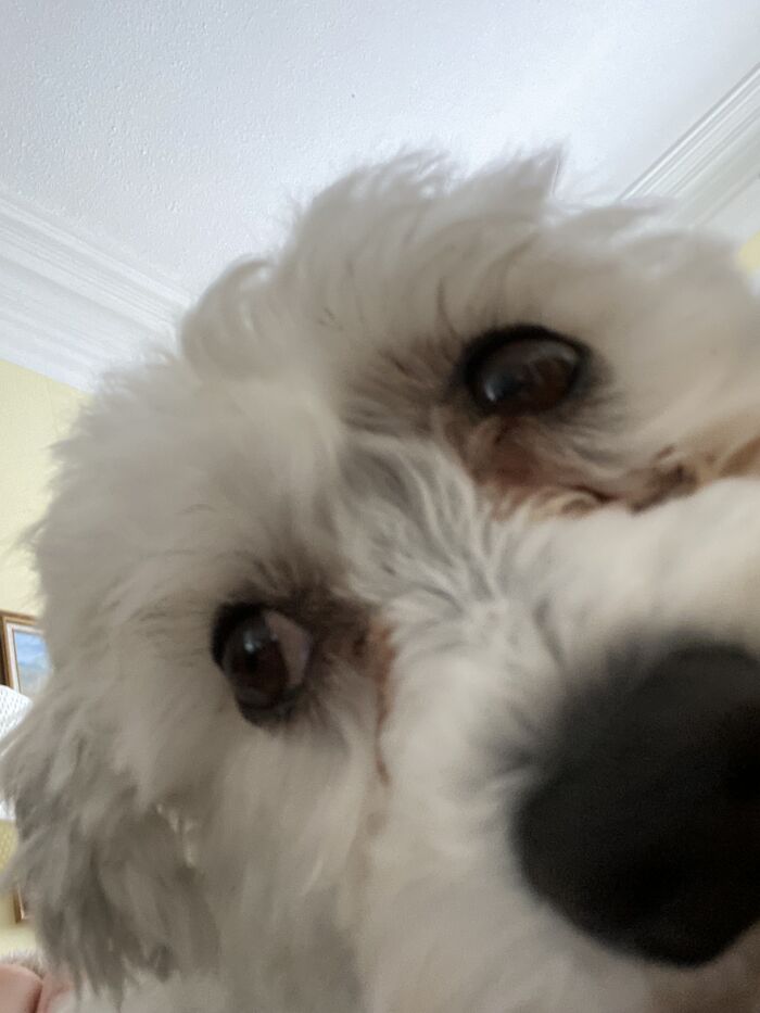 Hey Pandas, Share A Picture Of Your Pet Doing Something Weird (Closed) Hey Pandas, Share A Picture Of Your Pet Doing Something Weird (Closed)