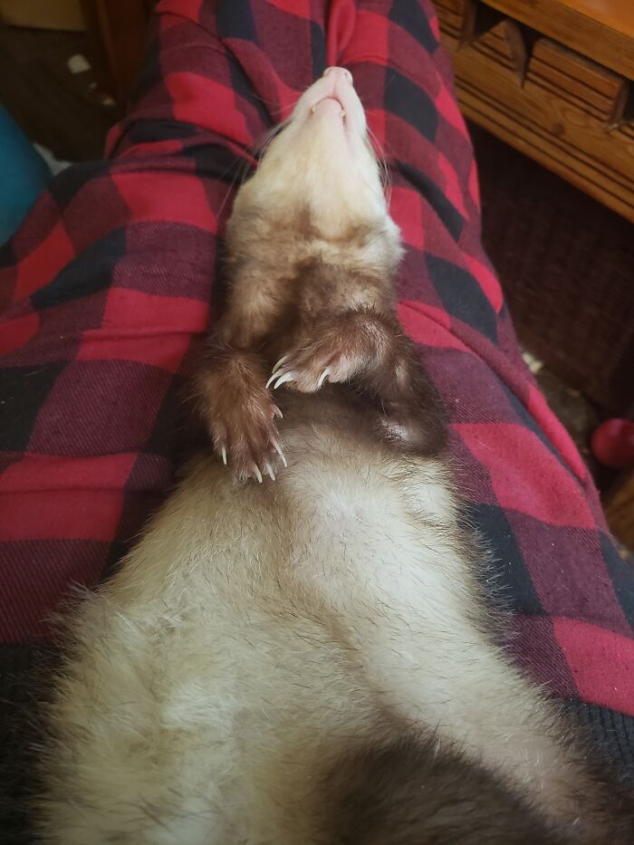 Hey Pandas, Share A Picture Of Your Pet Doing Something Weird (Closed) Hey Pandas, Share A Picture Of Your Pet Doing Something Weird (Closed)