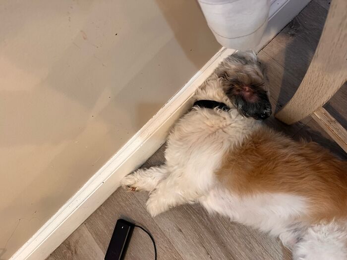 Hey Pandas, Share A Picture Of Your Pet Doing Something Weird (Closed) Hey Pandas, Share A Picture Of Your Pet Doing Something Weird (Closed)