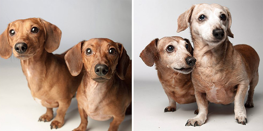 30 Heart-Melting Images Of Pups Growing Old Shown In This Comparison Project By Amanda Jones (New Pics) 30 Heart-Melting Images Of Pups Growing Old Shown In This Comparison Project By Amanda Jones (New Pics)