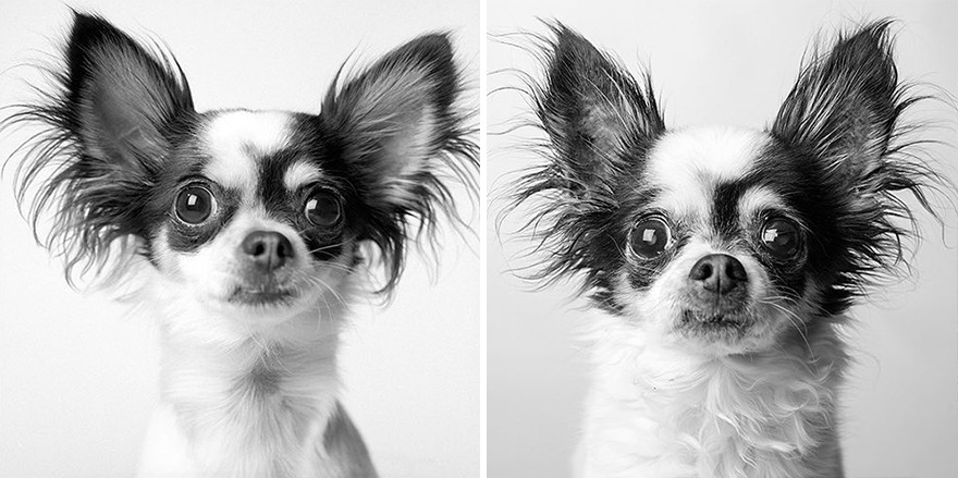 30 Heart-Melting Images Of Pups Growing Old Shown In This Comparison Project By Amanda Jones (New Pics) 30 Heart-Melting Images Of Pups Growing Old Shown In This Comparison Project By Amanda Jones (New Pics)