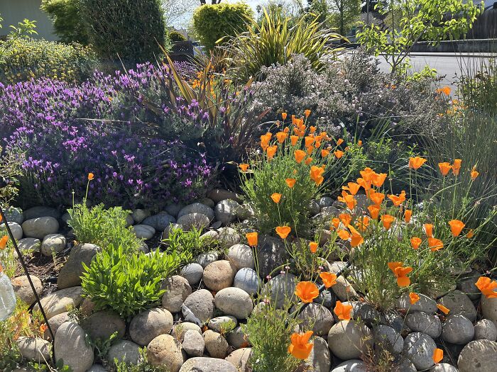 Hey Pandas, Please Show Us A Current Picture Of Your Gardens (Closed)