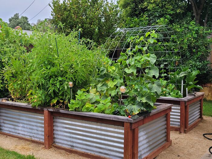 Hey Pandas, Please Show Us A Current Picture Of Your Gardens (Closed)