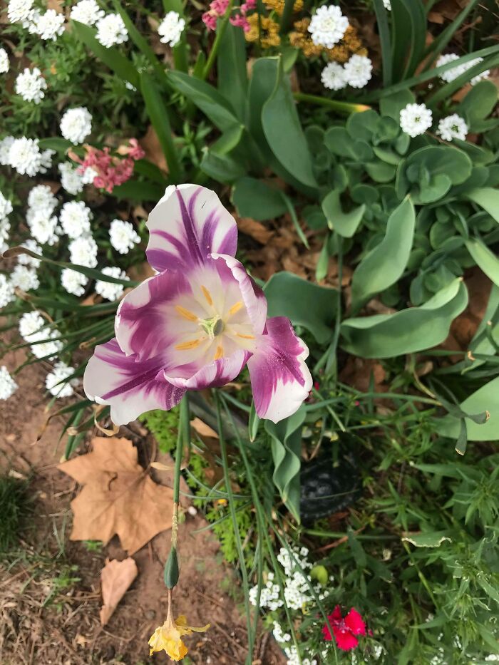 Hey Pandas, Please Show Us A Current Picture Of Your Gardens (Closed)