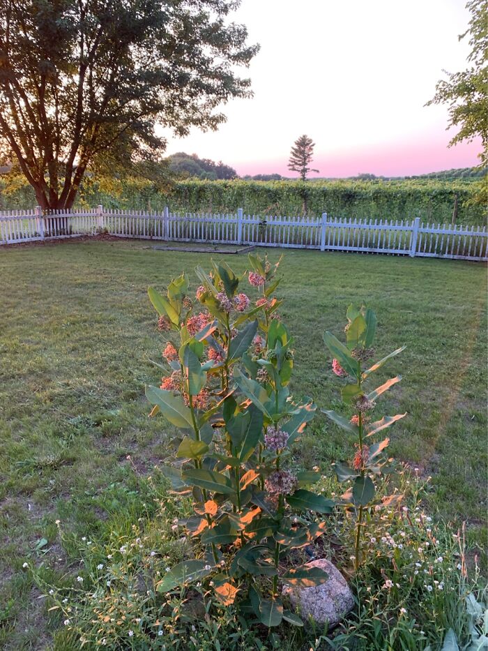 Hey Pandas, Please Show Us A Current Picture Of Your Gardens (Closed)