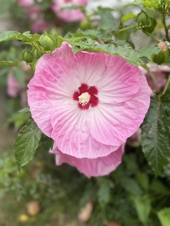 Hey Pandas, Please Show Us A Current Picture Of Your Gardens (Closed)