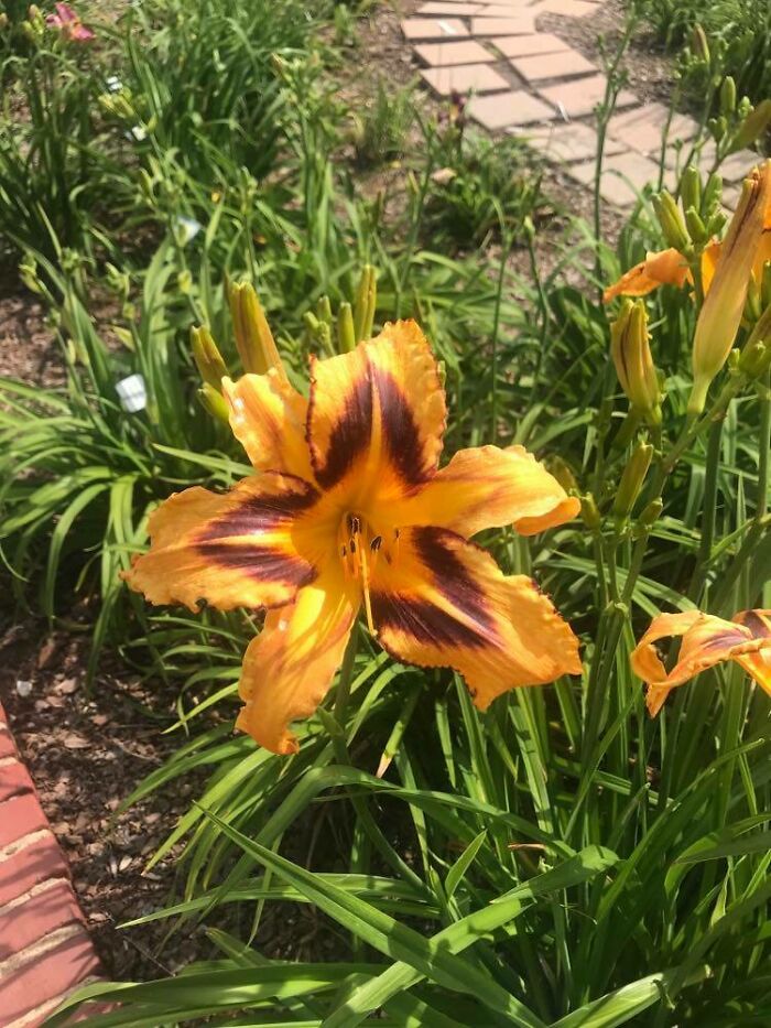 Hey Pandas, Please Show Us A Current Picture Of Your Gardens (Closed)