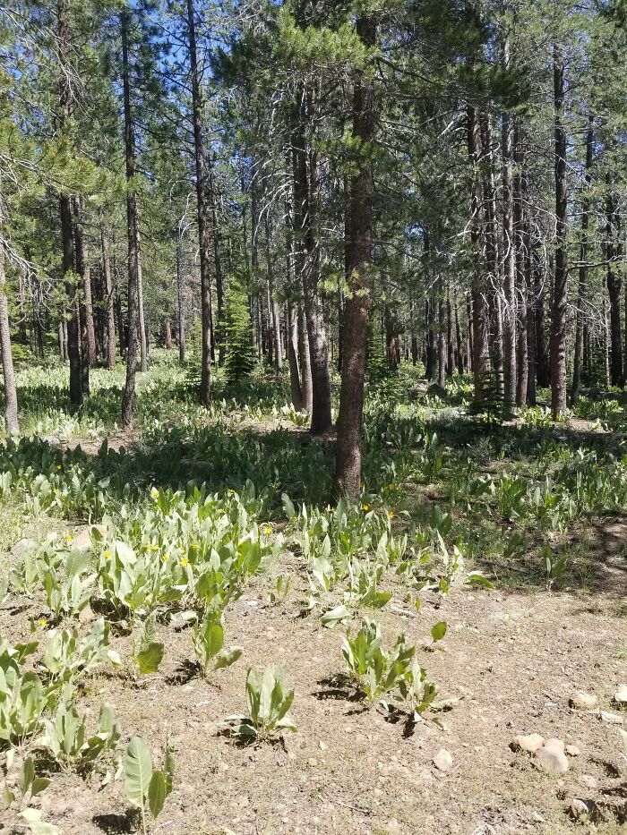 Hey Pandas, Please Show Us A Current Picture Of Your Gardens (Closed)