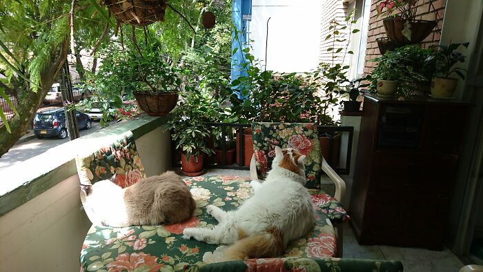 Hey Pandas, Please Show Us A Current Picture Of Your Gardens (Closed)