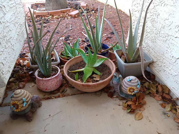 Hey Pandas, Please Show Us A Current Picture Of Your Gardens (Closed)