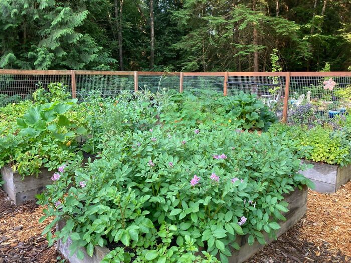 Hey Pandas, Please Show Us A Current Picture Of Your Gardens (Closed)