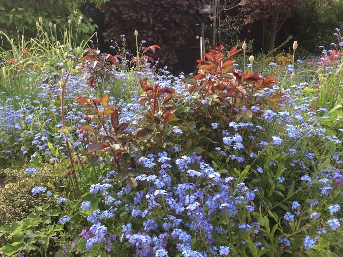 Hey Pandas, Please Show Us A Current Picture Of Your Gardens (Closed)