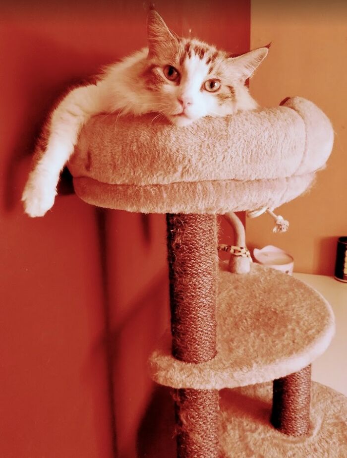 Change One Life Cat Sanctuary: After A Decade Of Caring For Homeless Cats, We Need Your Help Change One Life Cat Sanctuary: After A Decade Of Caring For Homeless Cats, We Need Your Help