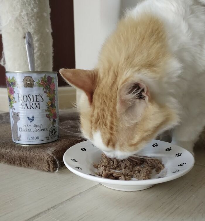 Change One Life Cat Sanctuary: After A Decade Of Caring For Homeless Cats, We Need Your Help Change One Life Cat Sanctuary: After A Decade Of Caring For Homeless Cats, We Need Your Help