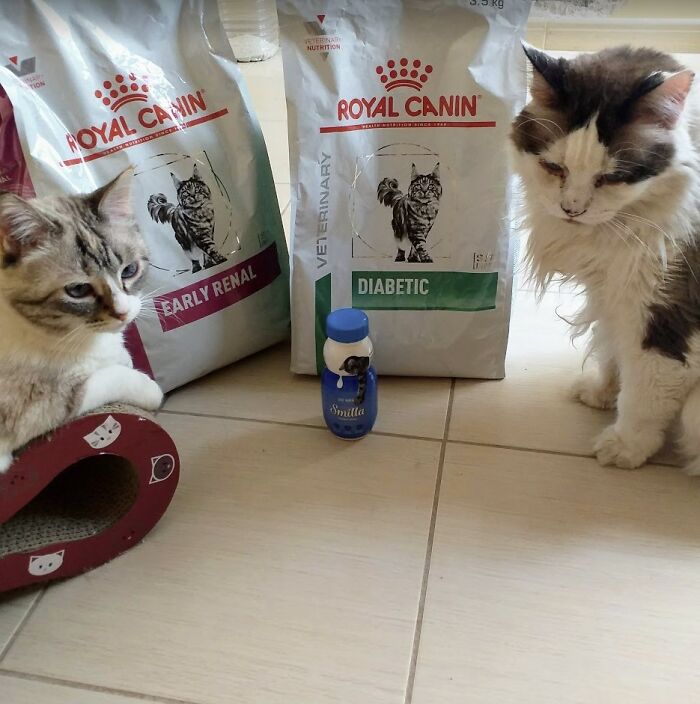 Change One Life Cat Sanctuary: After A Decade Of Caring For Homeless Cats, We Need Your Help Change One Life Cat Sanctuary: After A Decade Of Caring For Homeless Cats, We Need Your Help