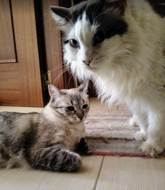 Change One Life Cat Sanctuary: After A Decade Of Caring For Homeless Cats, We Need Your Help Change One Life Cat Sanctuary: After A Decade Of Caring For Homeless Cats, We Need Your Help