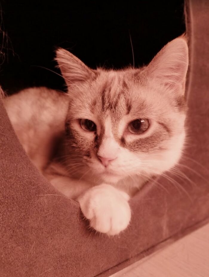 Change One Life Cat Sanctuary: After A Decade Of Caring For Homeless Cats, We Need Your Help Change One Life Cat Sanctuary: After A Decade Of Caring For Homeless Cats, We Need Your Help