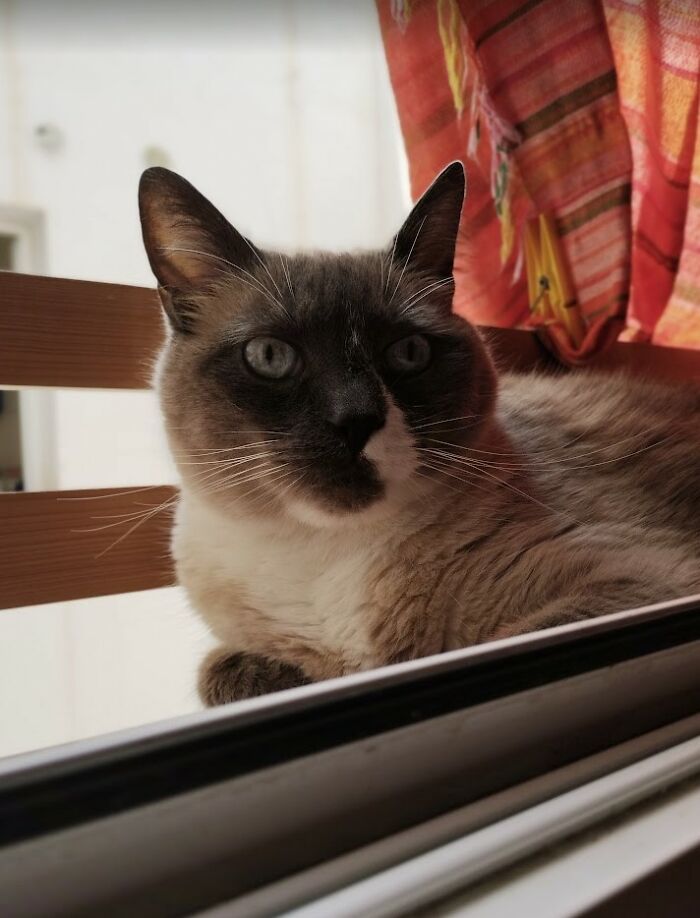 Change One Life Cat Sanctuary: After A Decade Of Caring For Homeless Cats, We Need Your Help Change One Life Cat Sanctuary: After A Decade Of Caring For Homeless Cats, We Need Your Help