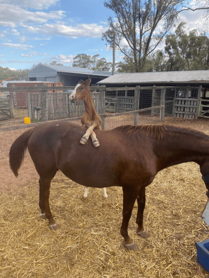 The Animals Who Refuse To Act Normally (22 Pics) The Animals Who Refuse To Act Normally (22 Pics)