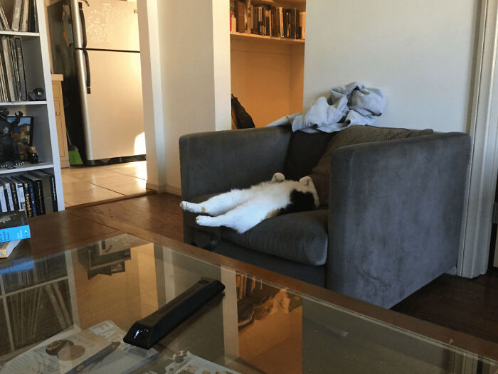 The Animals Who Refuse To Act Normally (22 Pics) The Animals Who Refuse To Act Normally (22 Pics)