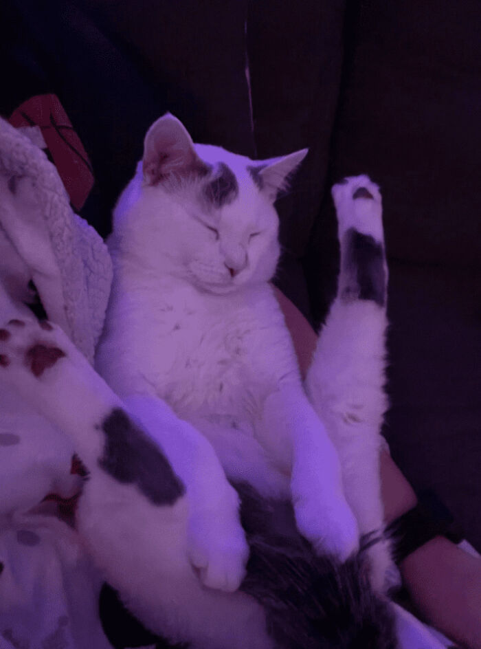 The Animals Who Refuse To Act Normally (22 Pics) The Animals Who Refuse To Act Normally (22 Pics)