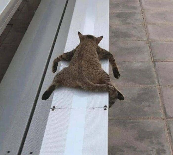 The Animals Who Refuse To Act Normally (22 Pics) The Animals Who Refuse To Act Normally (22 Pics)